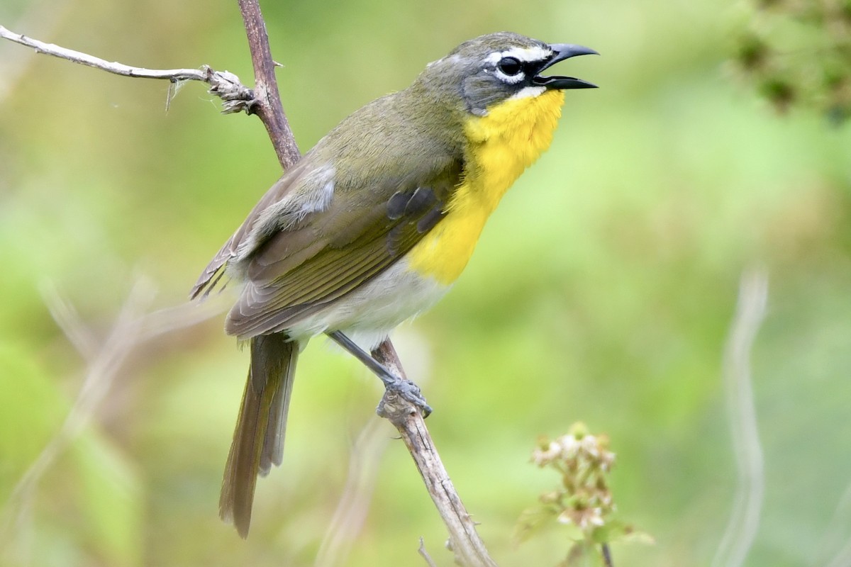 Yellow-breasted Chat - ML619697544