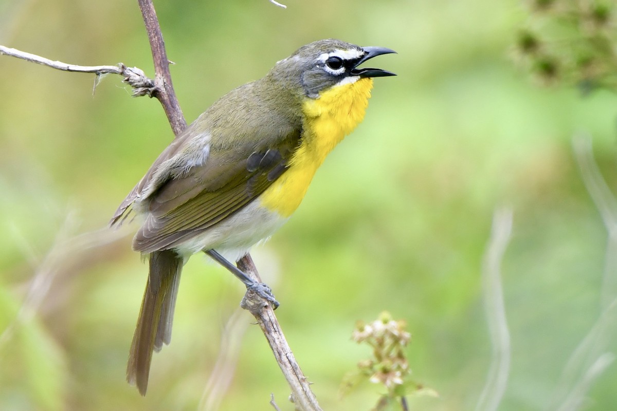 Yellow-breasted Chat - ML619697547