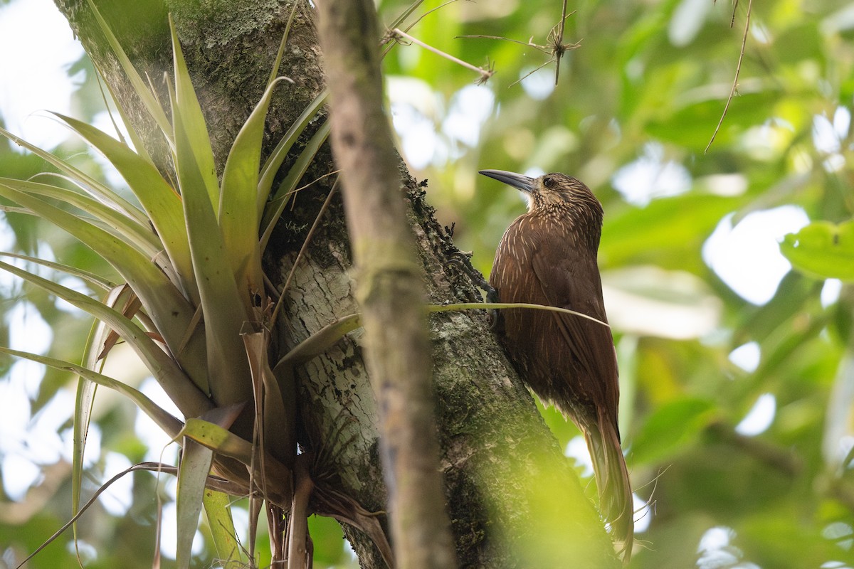 Strong-billed Woodcreeper - ML619697572