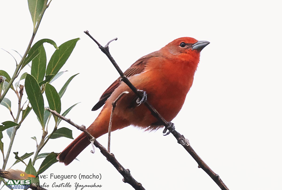 Hepatic Tanager - ML619697649