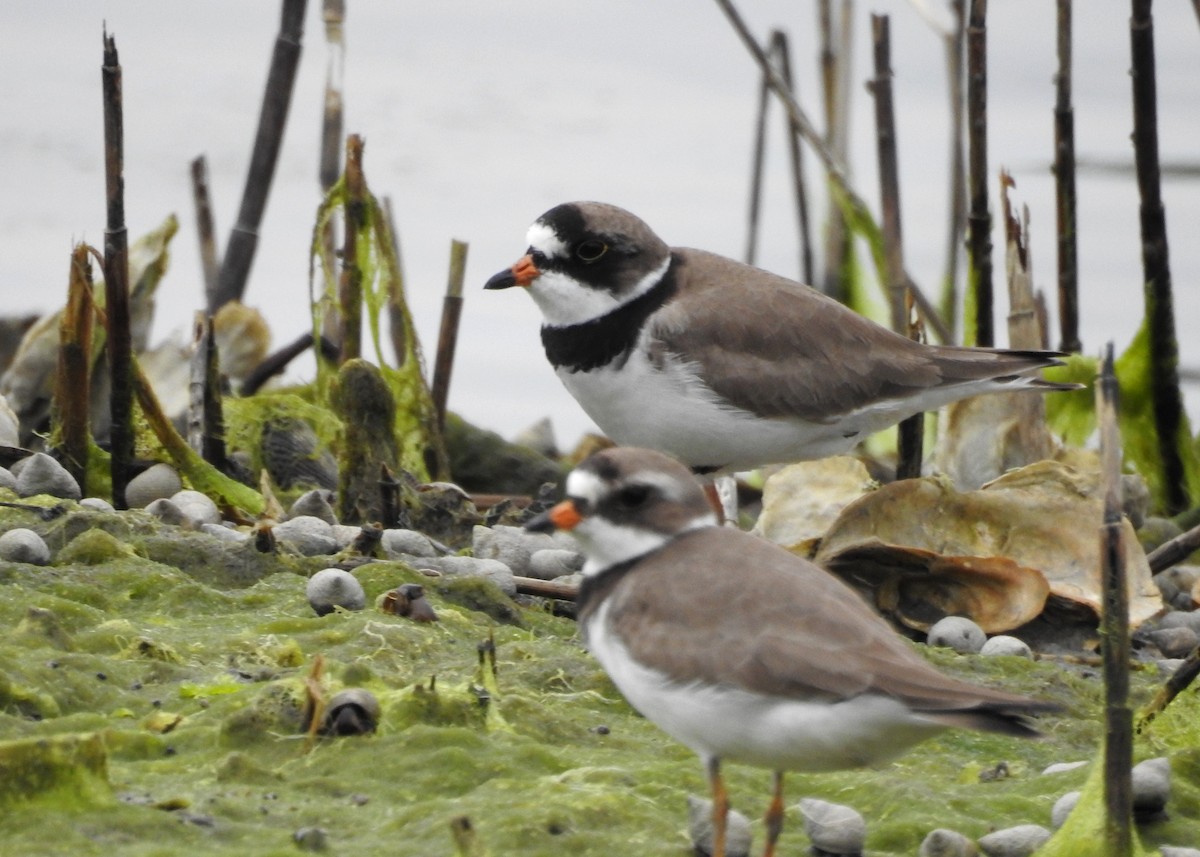 Semipalmated Plover - ML619697650