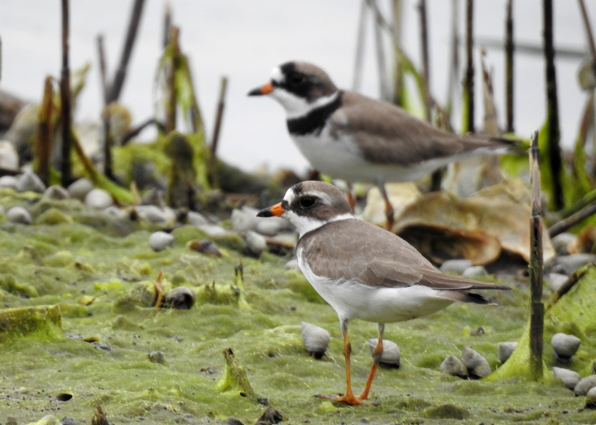 Semipalmated Plover - ML619697653