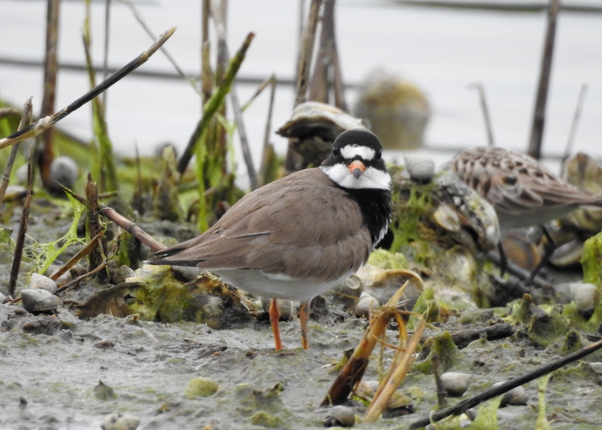 Semipalmated Plover - ML619697659
