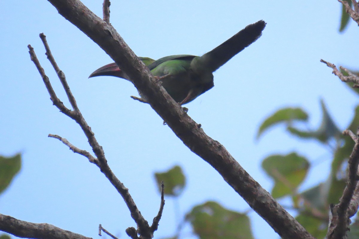 Groove-billed Toucanet - ML619697694