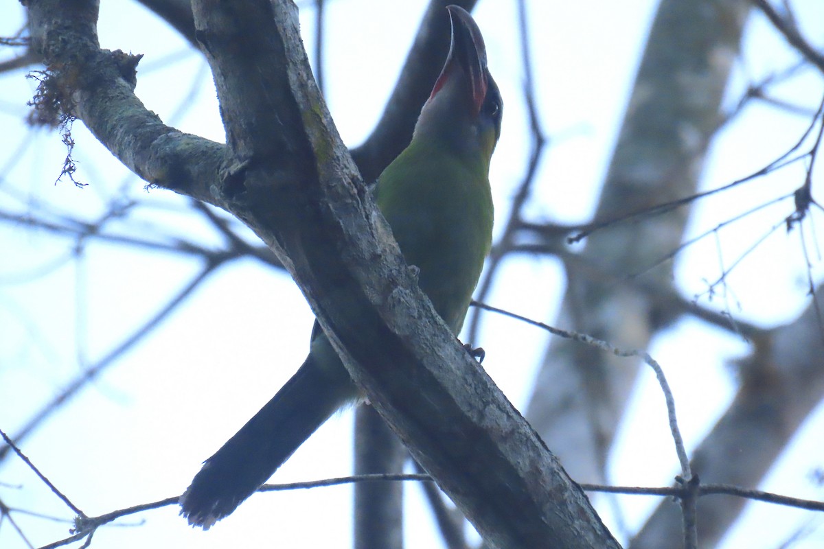 Groove-billed Toucanet - ML619697705