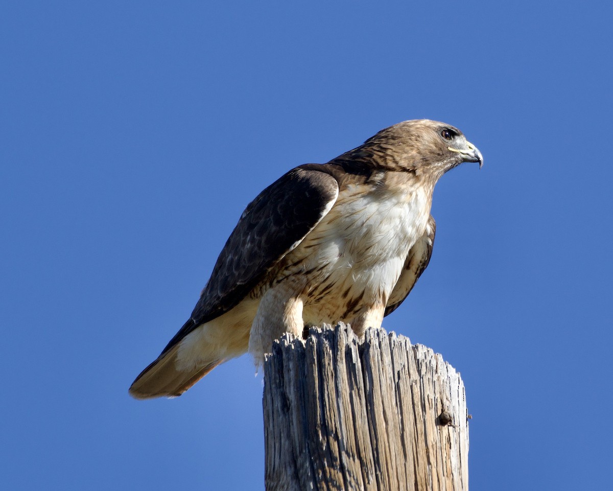 Red-tailed Hawk - ML619697728