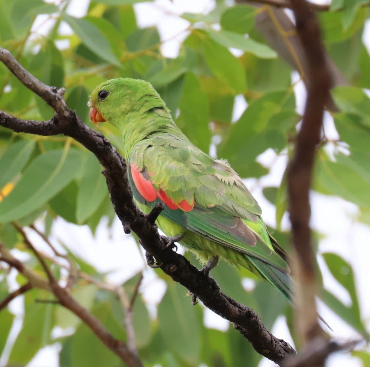 Red-winged Parrot - ML619697734