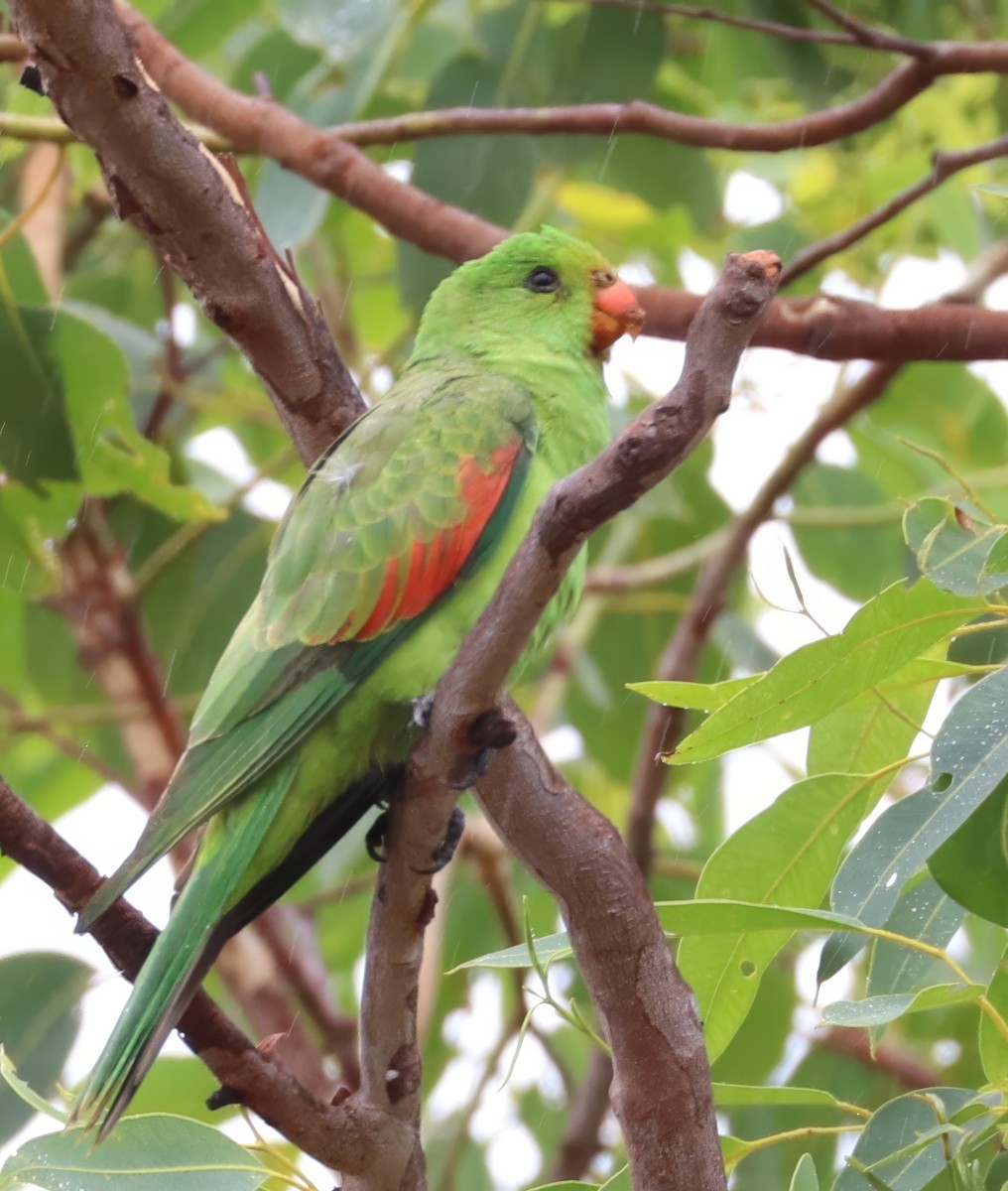 Red-winged Parrot - ML619697737
