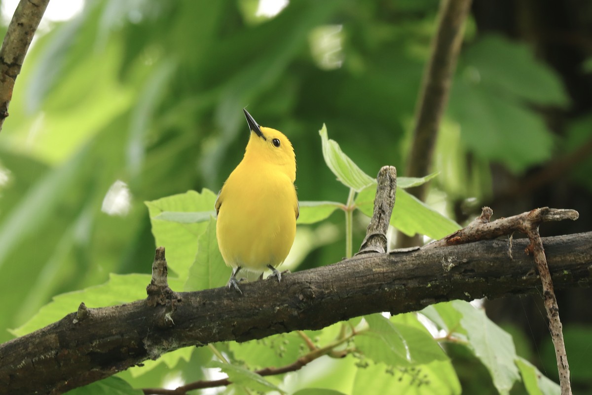Prothonotary Warbler - ML619697751