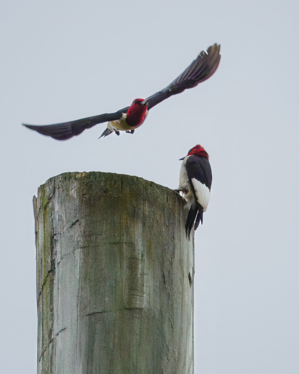 Red-headed Woodpecker - ML619697803