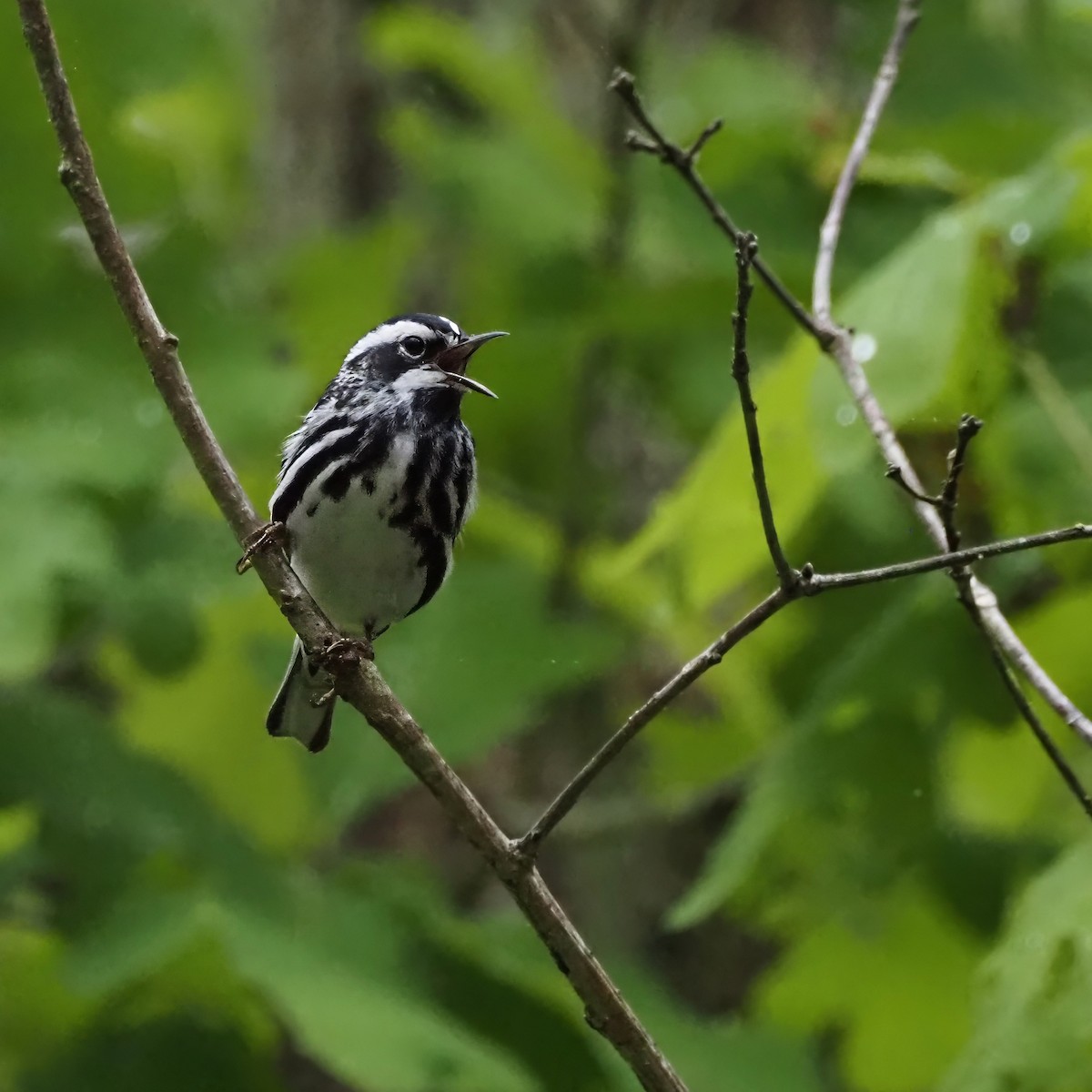 Black-and-white Warbler - ML619697829