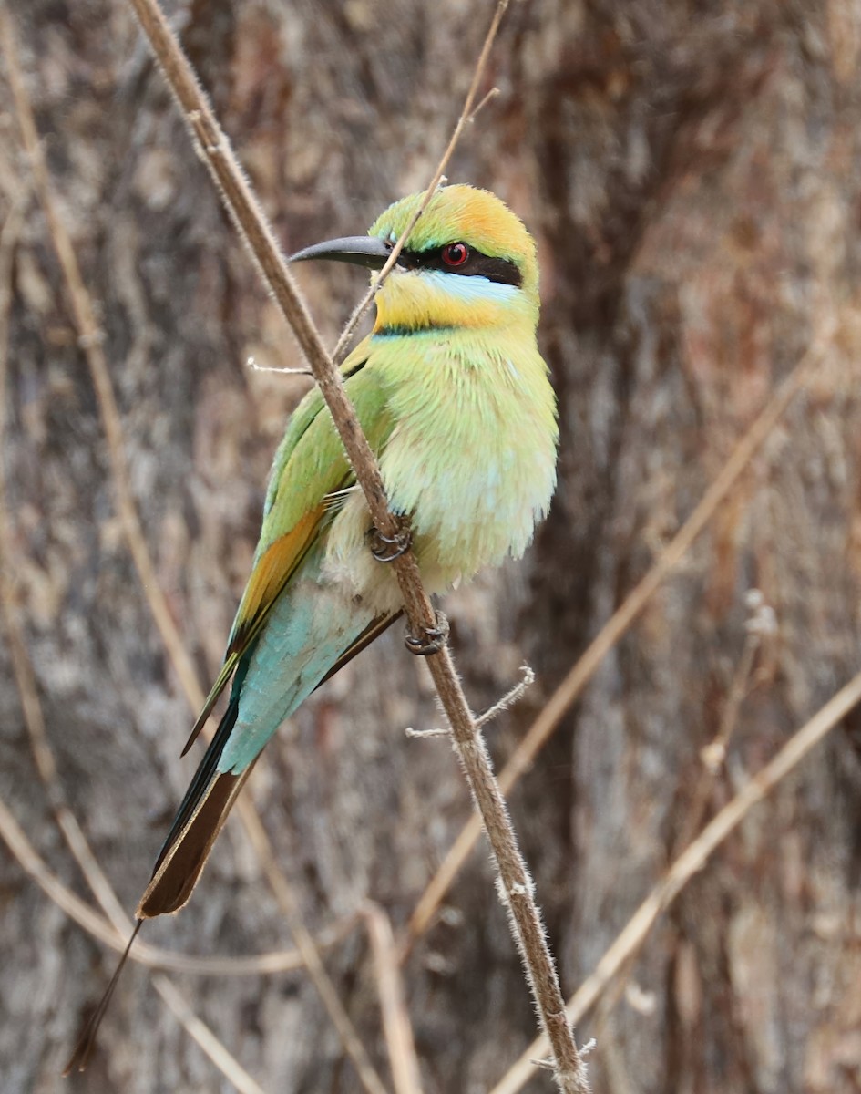 Rainbow Bee-eater - ML619697851