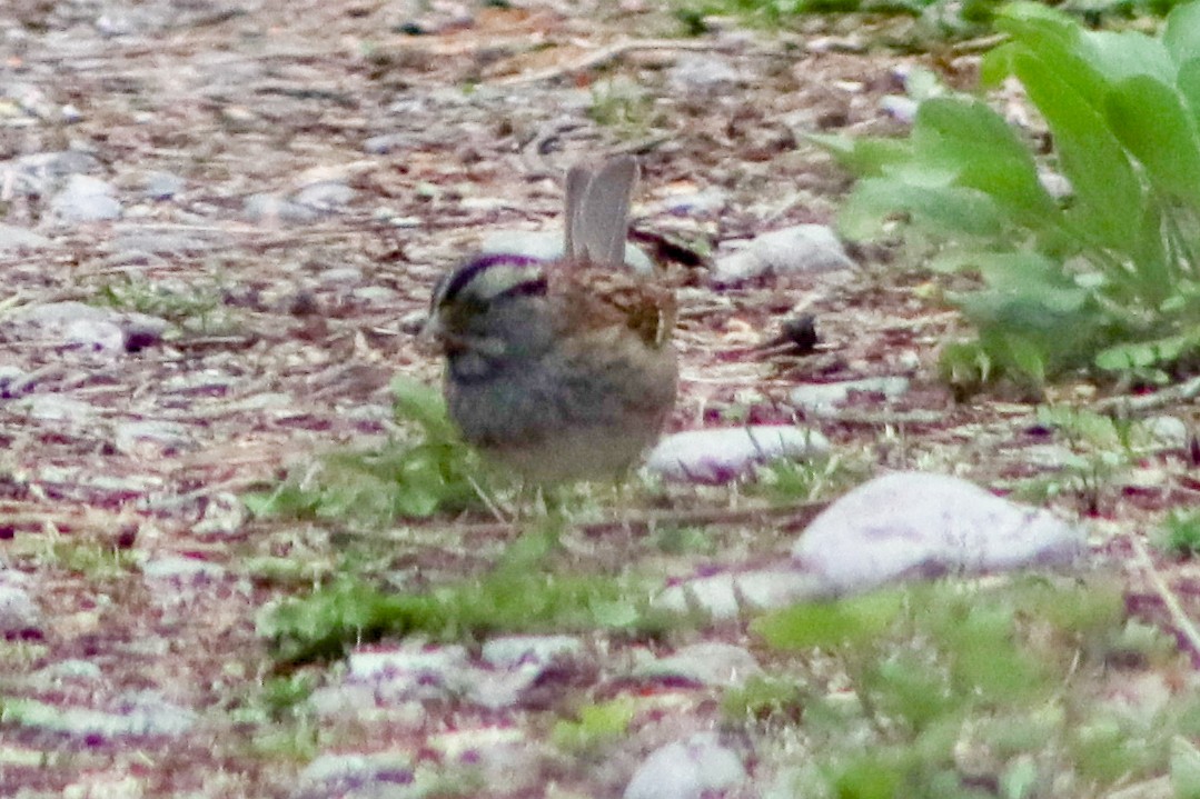 White-throated Sparrow - ML619697859