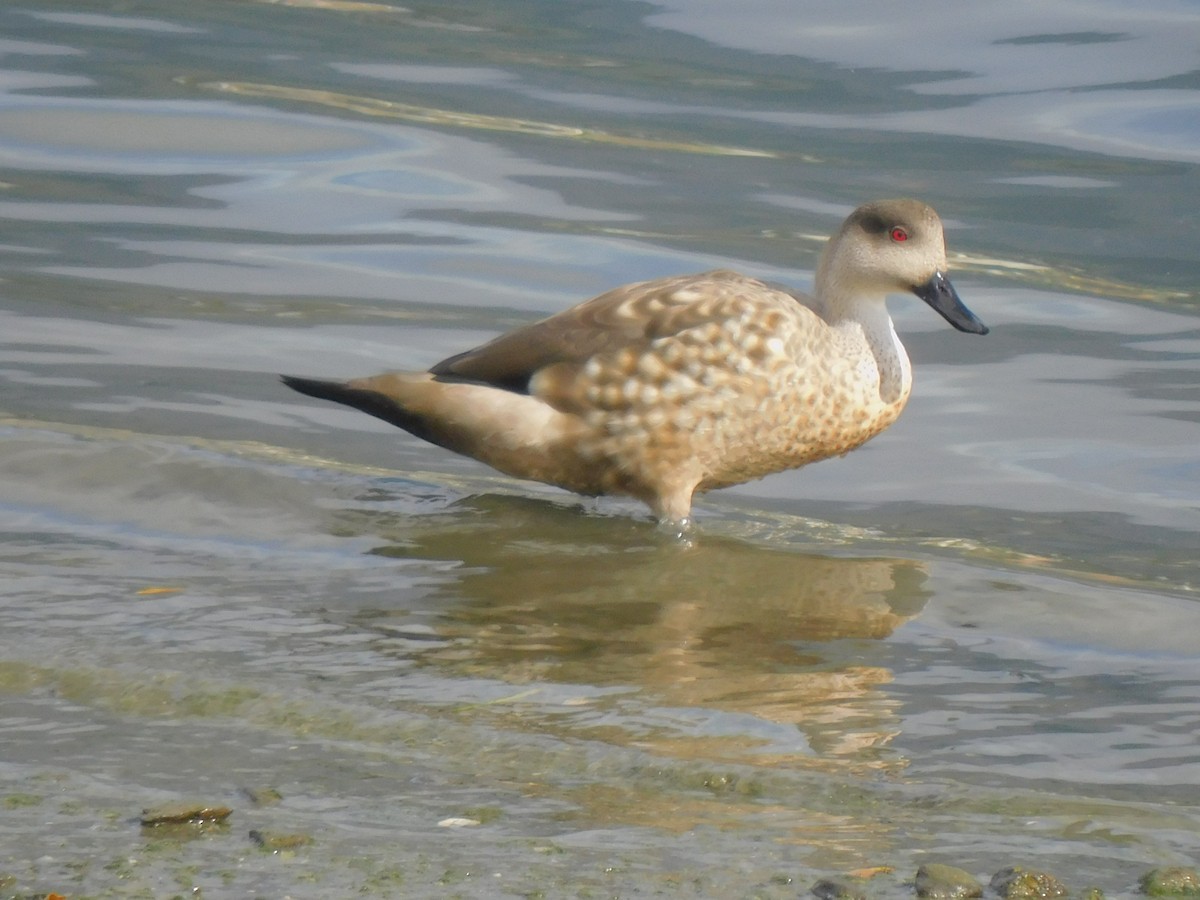 Crested Duck - ML619697877