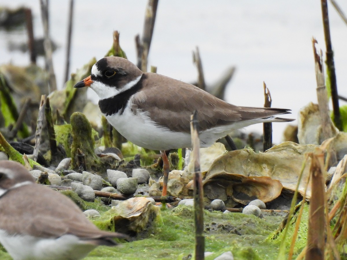 Semipalmated Plover - ML619697887