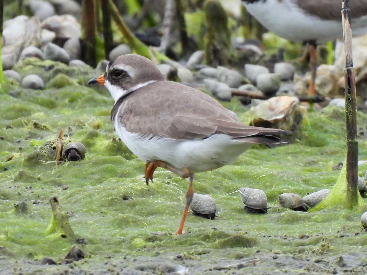 Semipalmated Plover - ML619697888