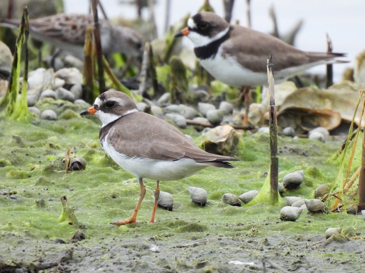 Semipalmated Plover - ML619697889