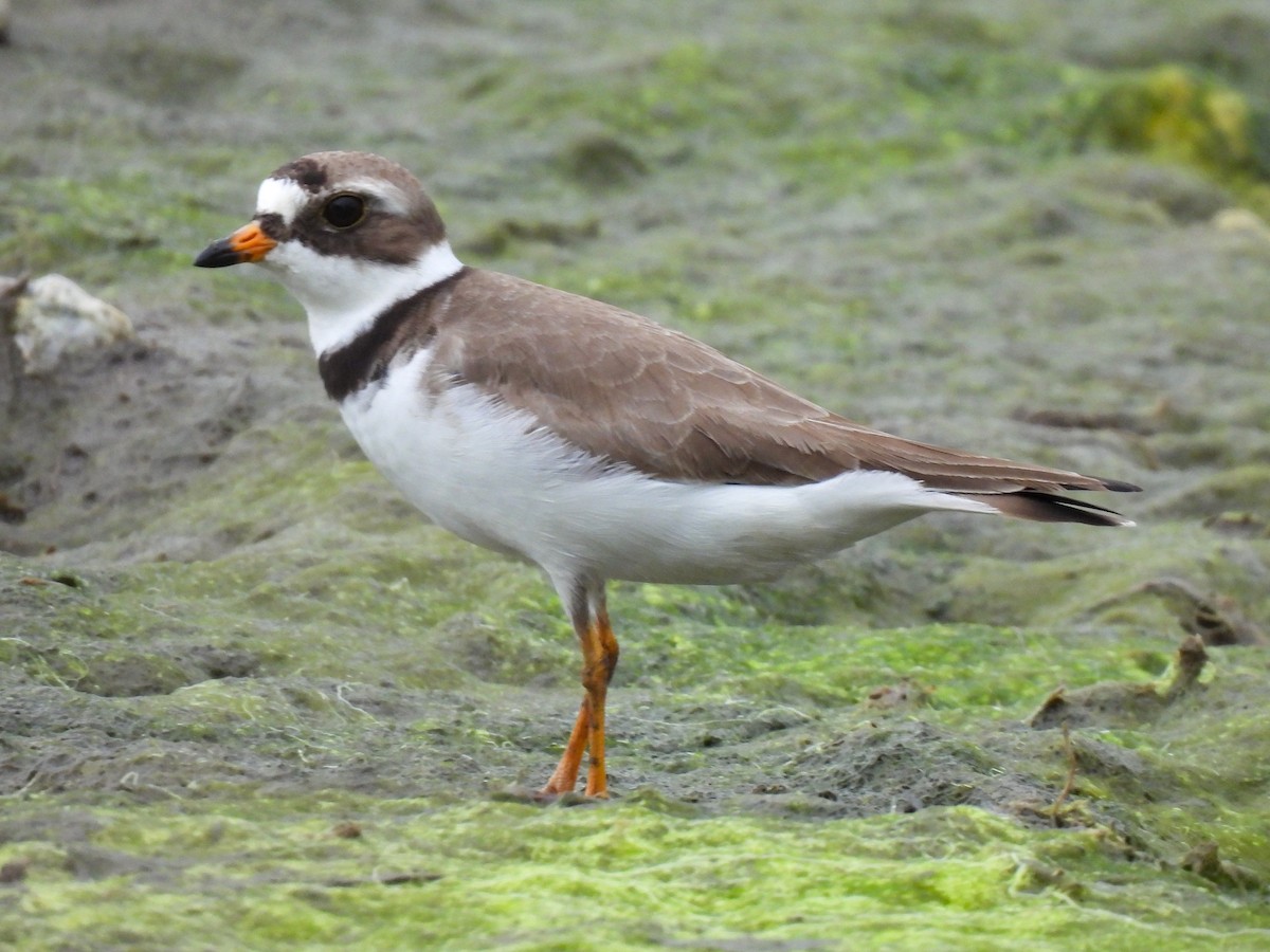 Semipalmated Plover - ML619697890