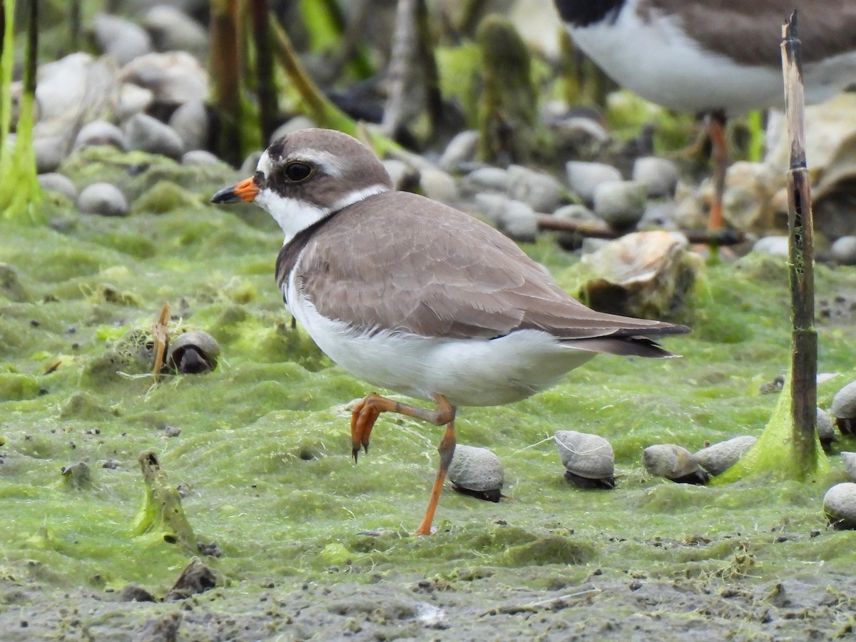 Semipalmated Plover - ML619697891