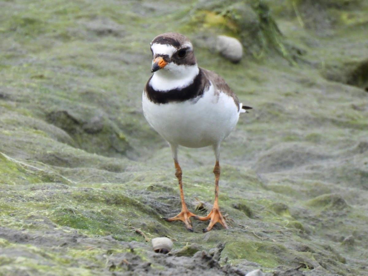Semipalmated Plover - ML619697892