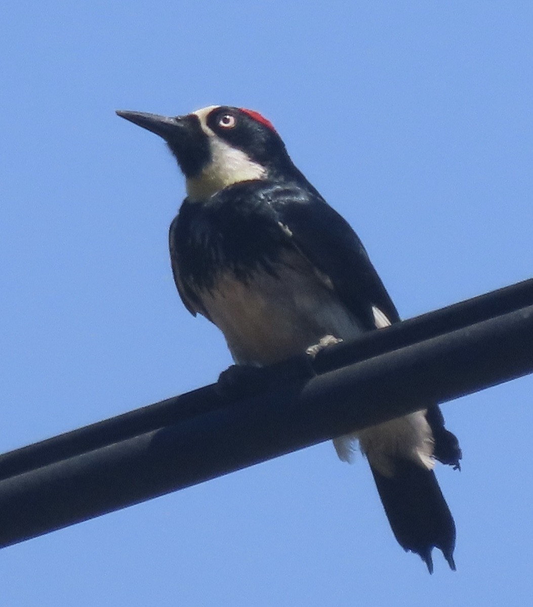 Acorn Woodpecker - ML619697923