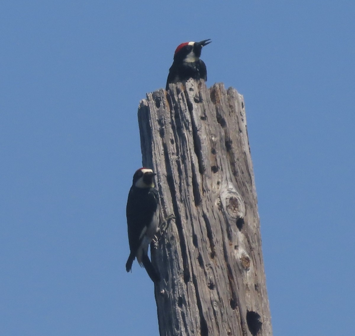 Acorn Woodpecker - ML619697924