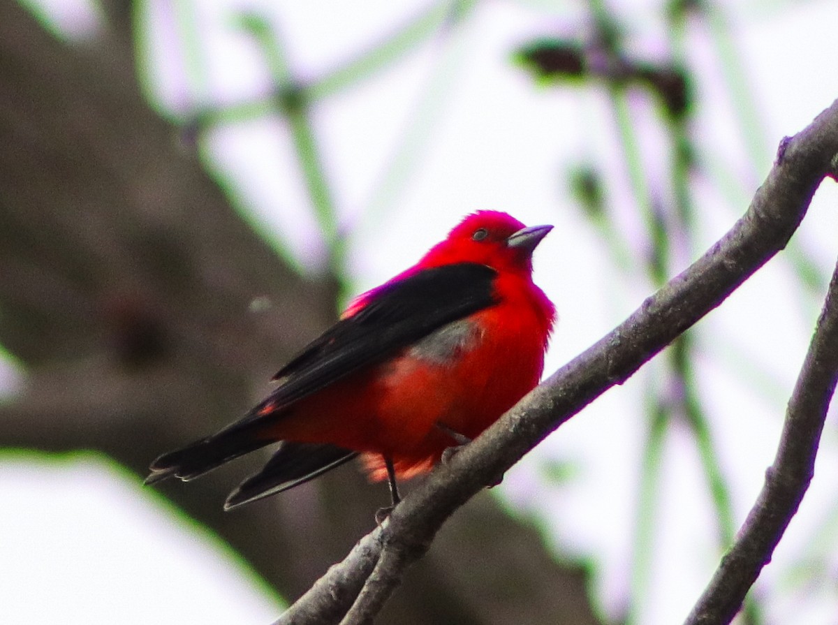 Scarlet Tanager - ML619697950
