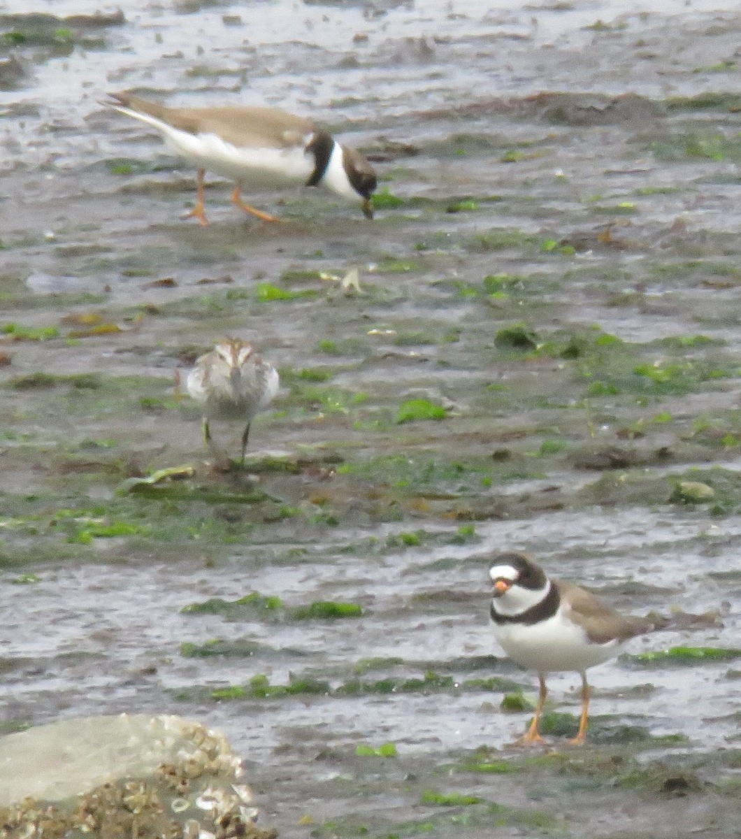 Semipalmated Plover - ML619697956