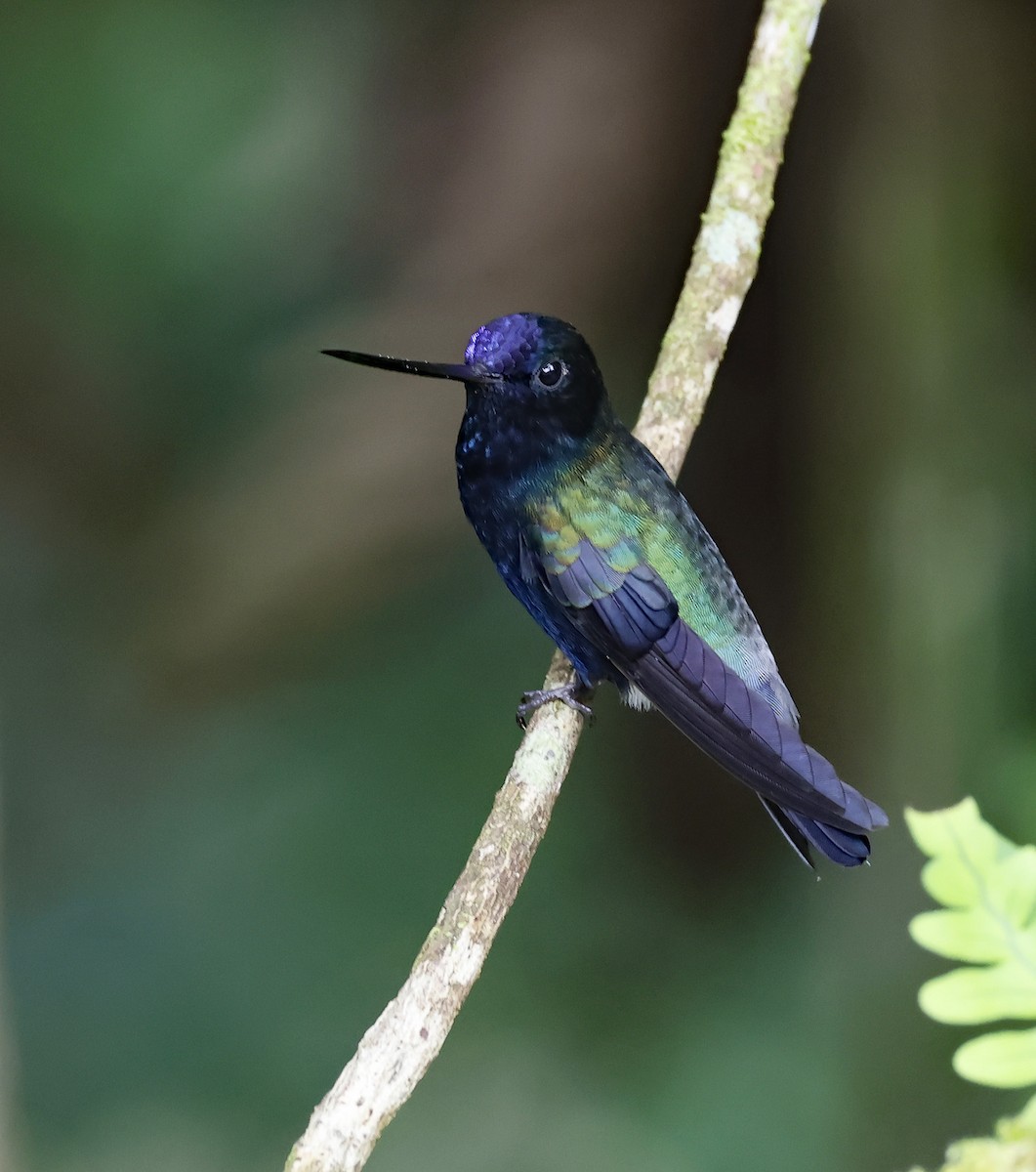 kolibřík modročelý - ML619697958