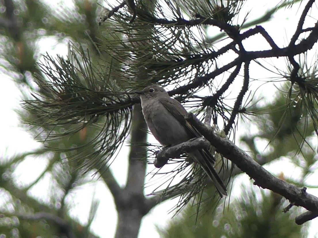 Townsend's Solitaire - ML619697979