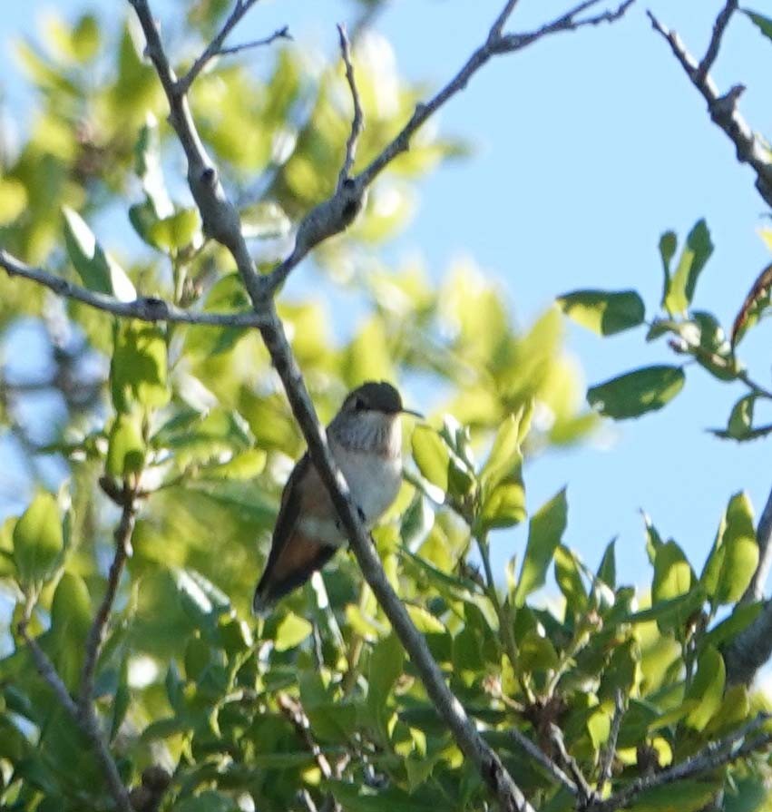 Allen's Hummingbird - ML619698001