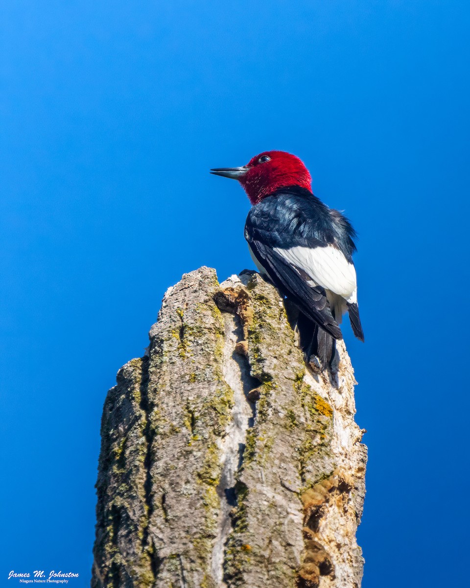Red-headed Woodpecker - ML619698003