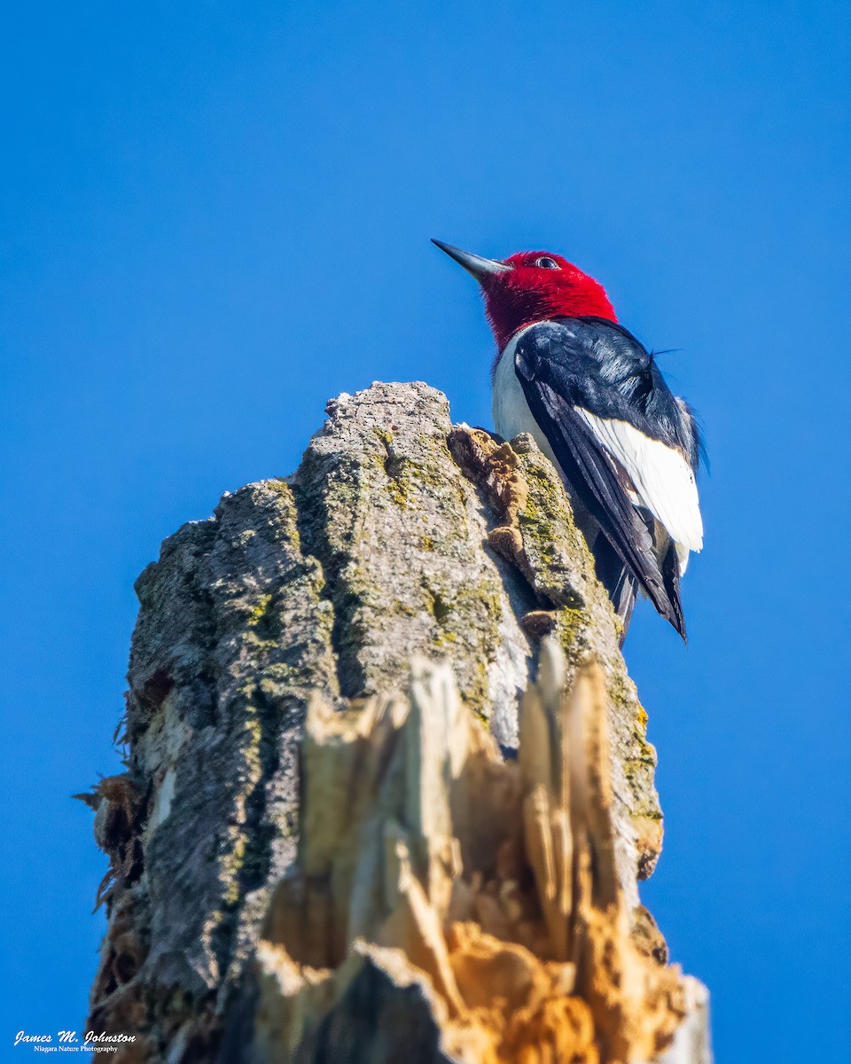 Red-headed Woodpecker - ML619698004