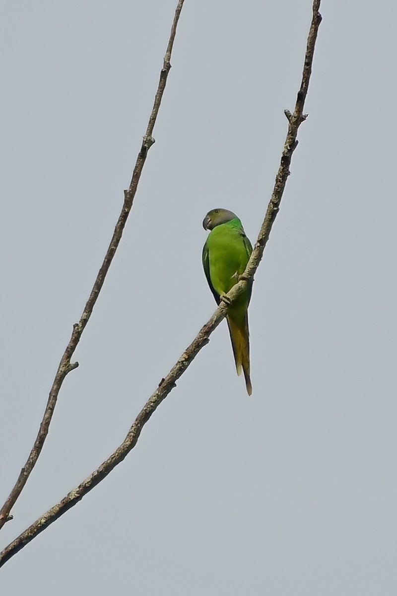 Seylan Yeşil Papağanı - ML619698012