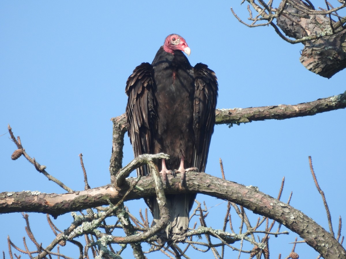 Turkey Vulture (Northern) - ML619698042
