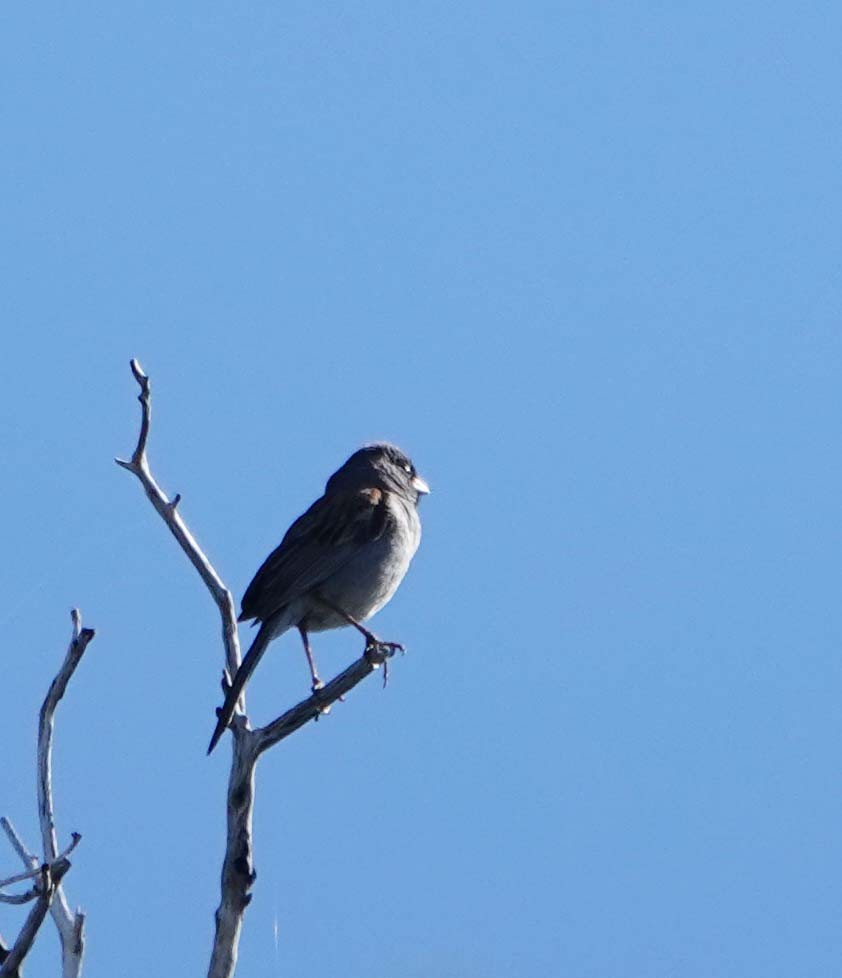Black-chinned Sparrow - ML619698085