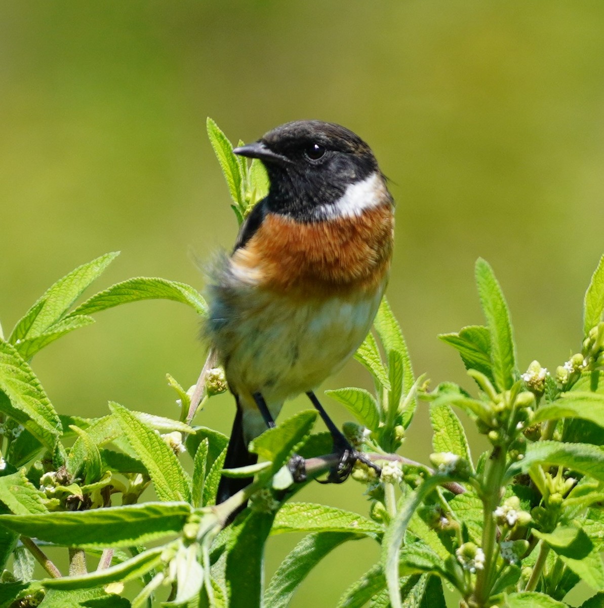 African Stonechat - ML619698161