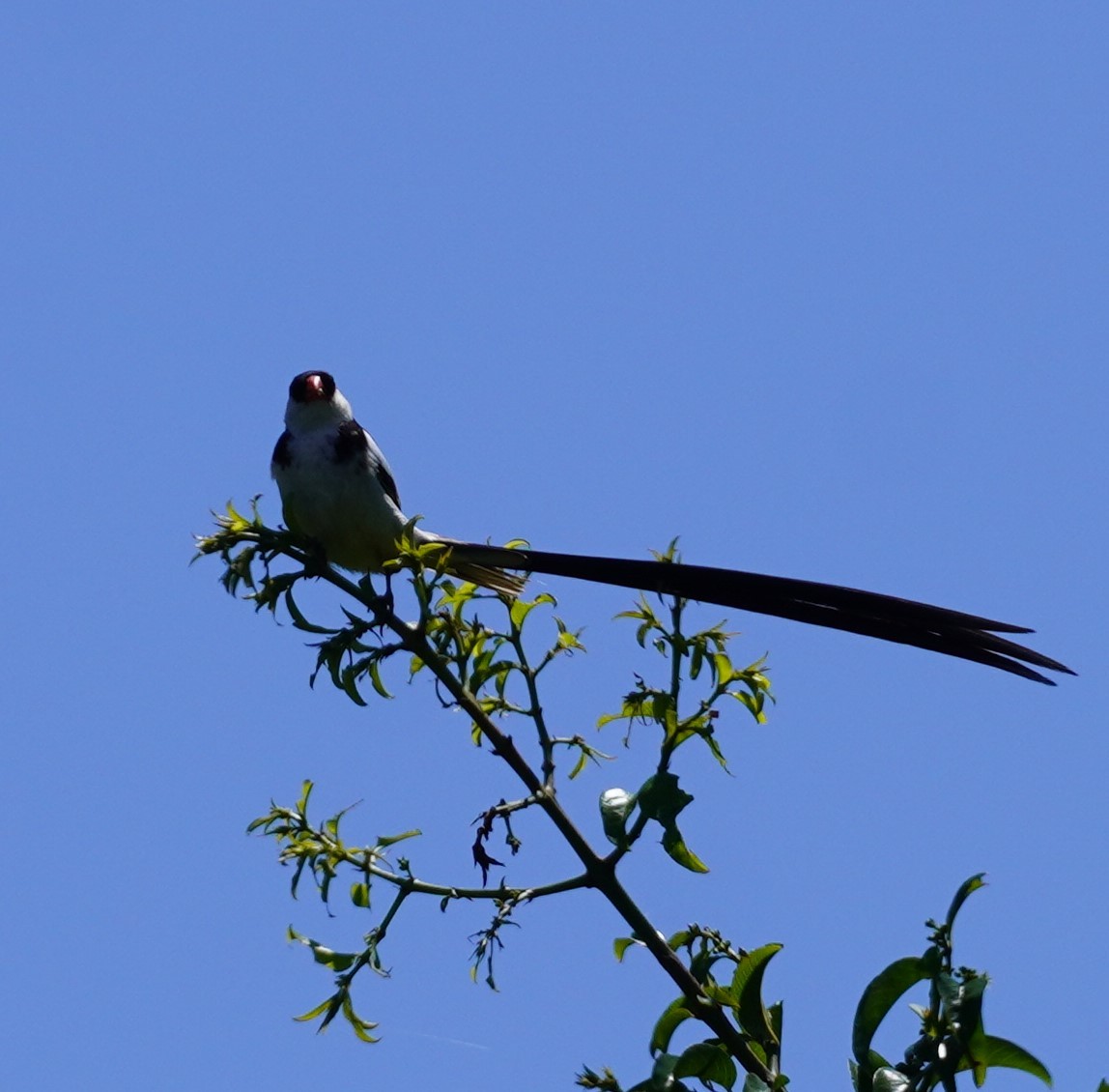 Pin-tailed Whydah - ML619698181