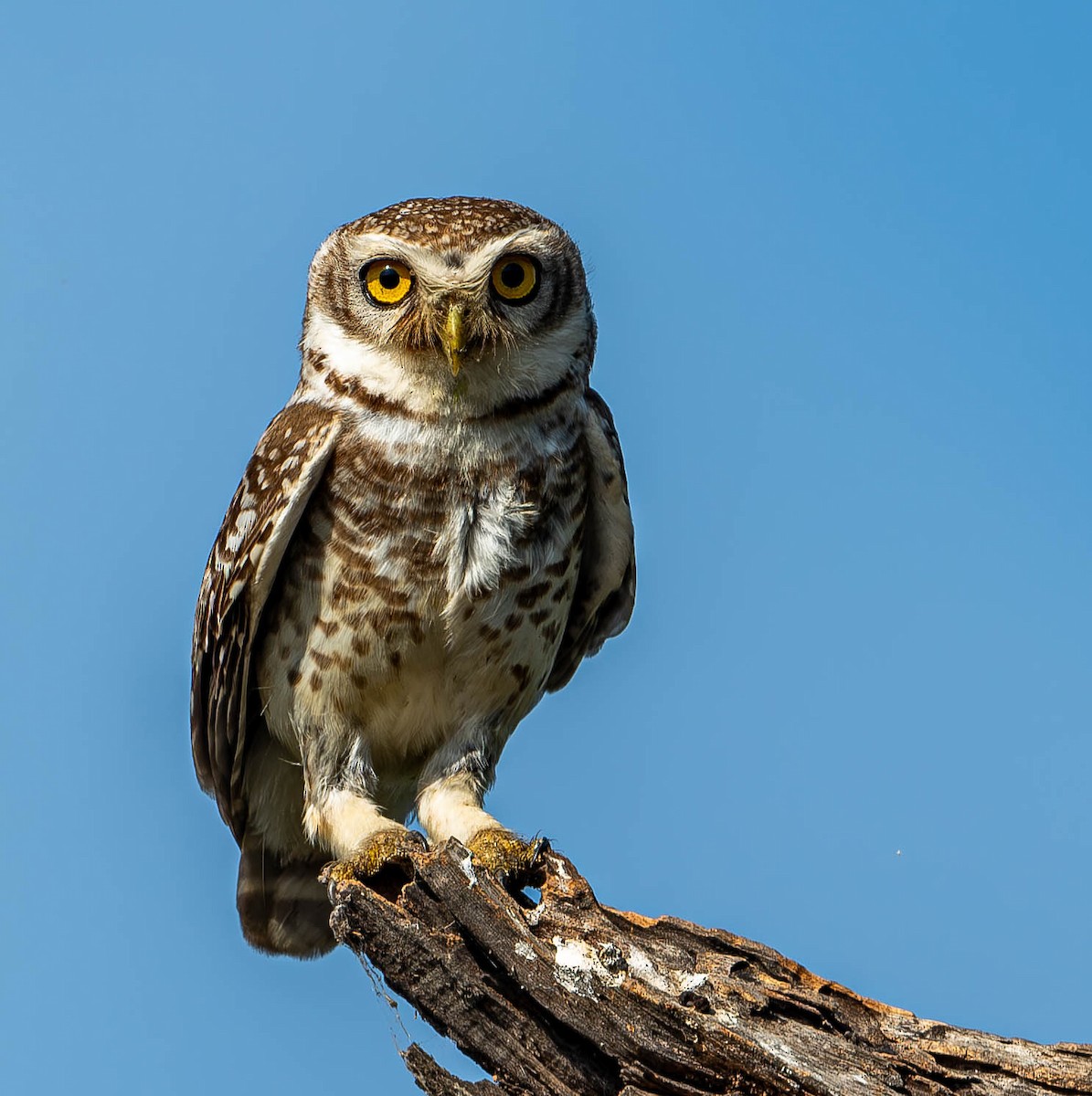 Spotted Owlet - ML619698202