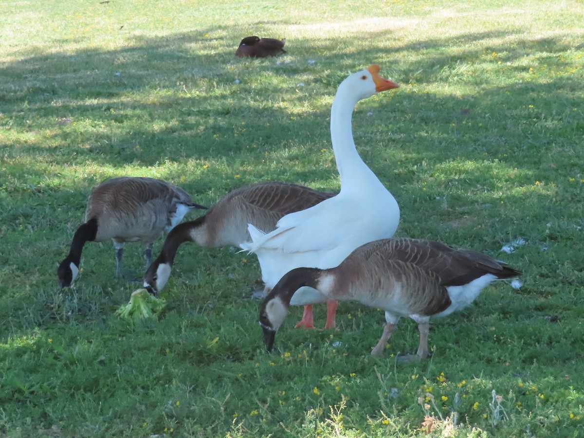 Domestic goose sp. (Domestic type) - ML619698214