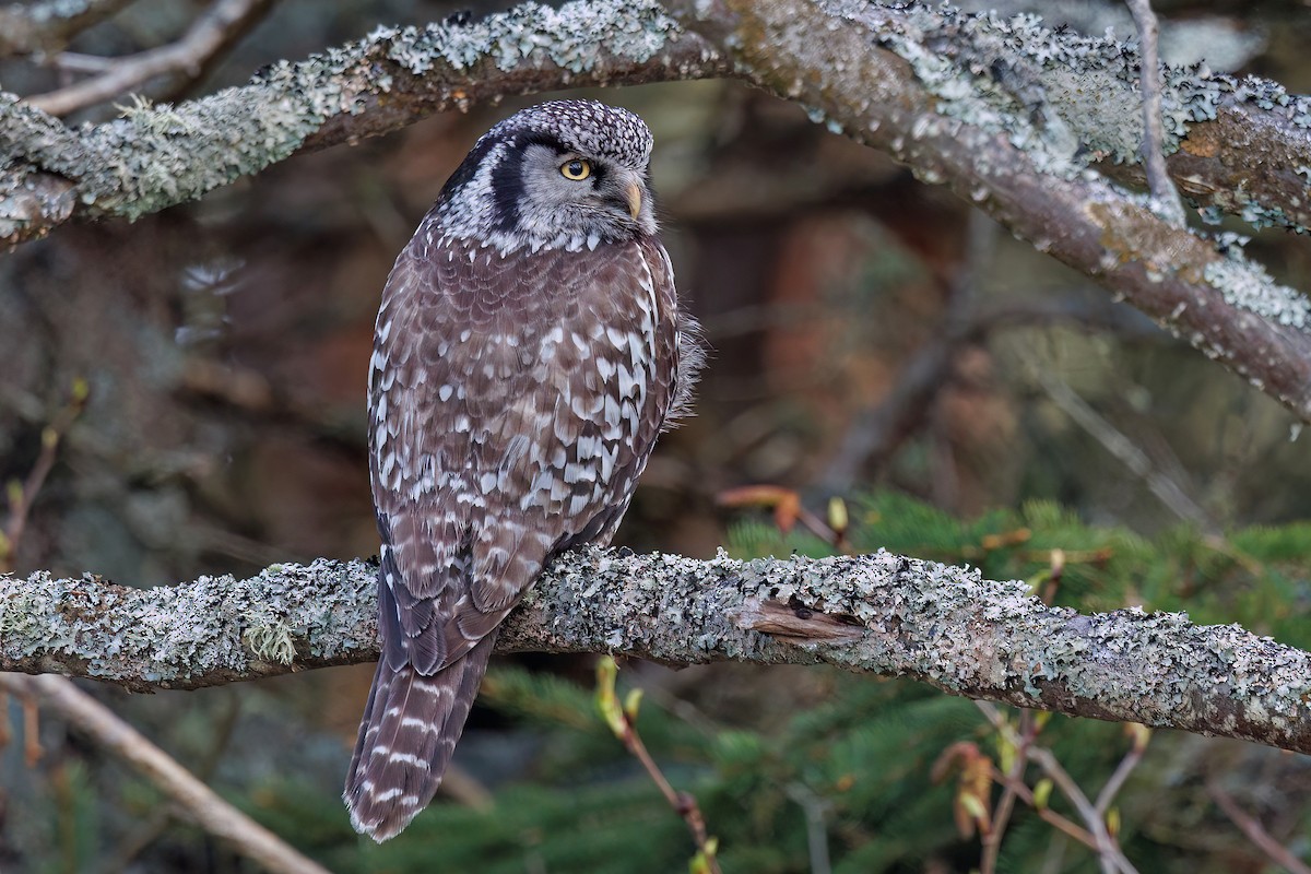 Northern Hawk Owl - ML619698217