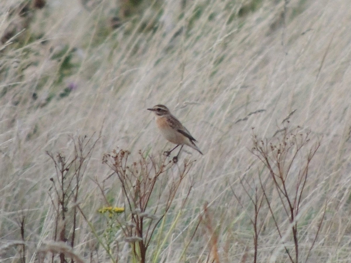 Whinchat - ML619698220