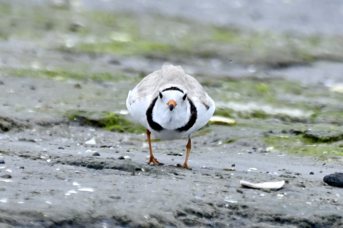 Piping Plover - ML619698252