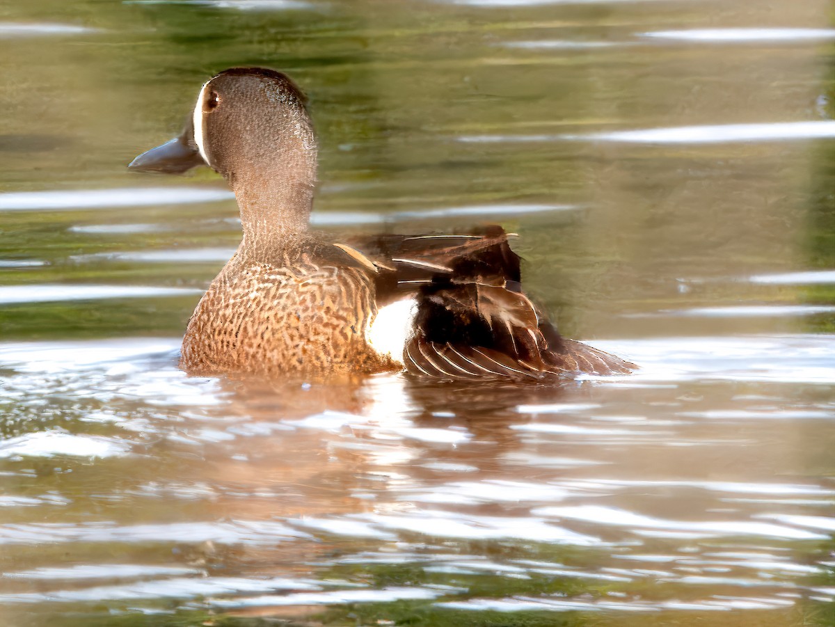 Blue-winged Teal - ML619698267