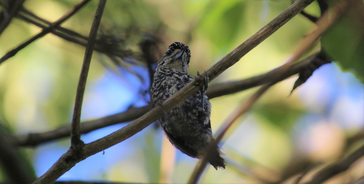 White-wedged Piculet - ML619698269