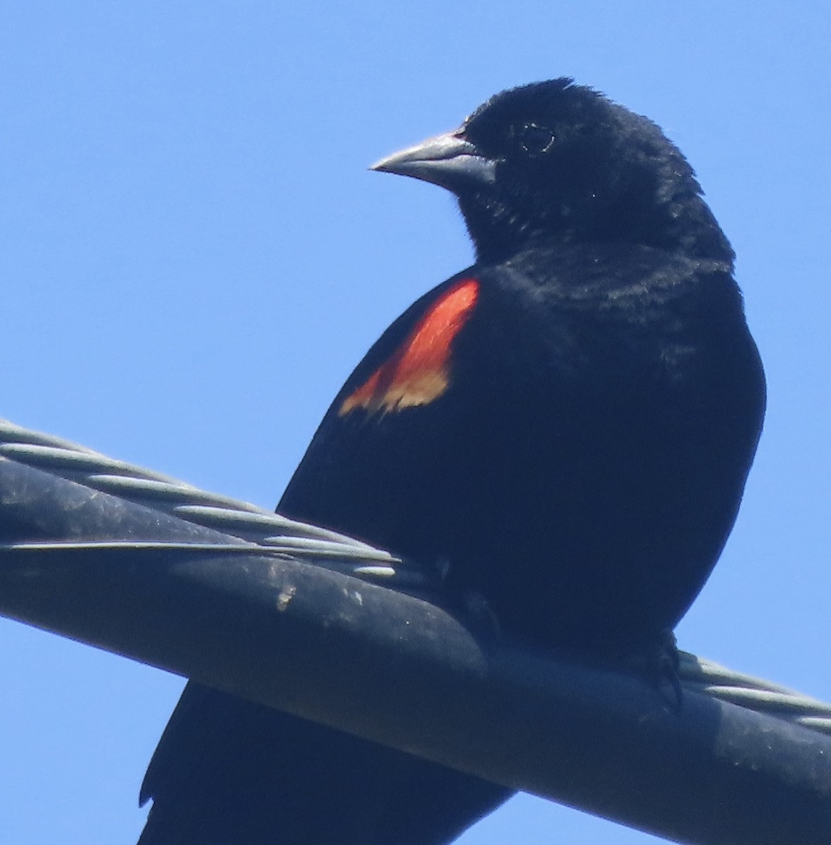 Red-winged Blackbird - ML619698315