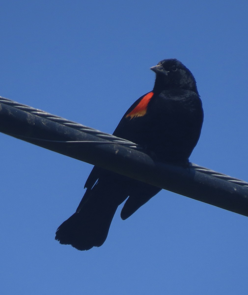 Red-winged Blackbird - ML619698316