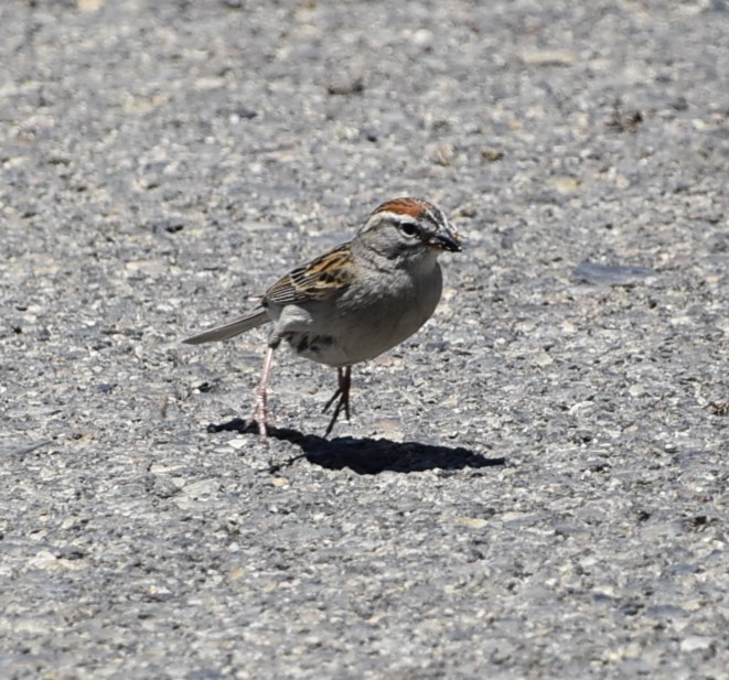 Chipping Sparrow - ML619698324