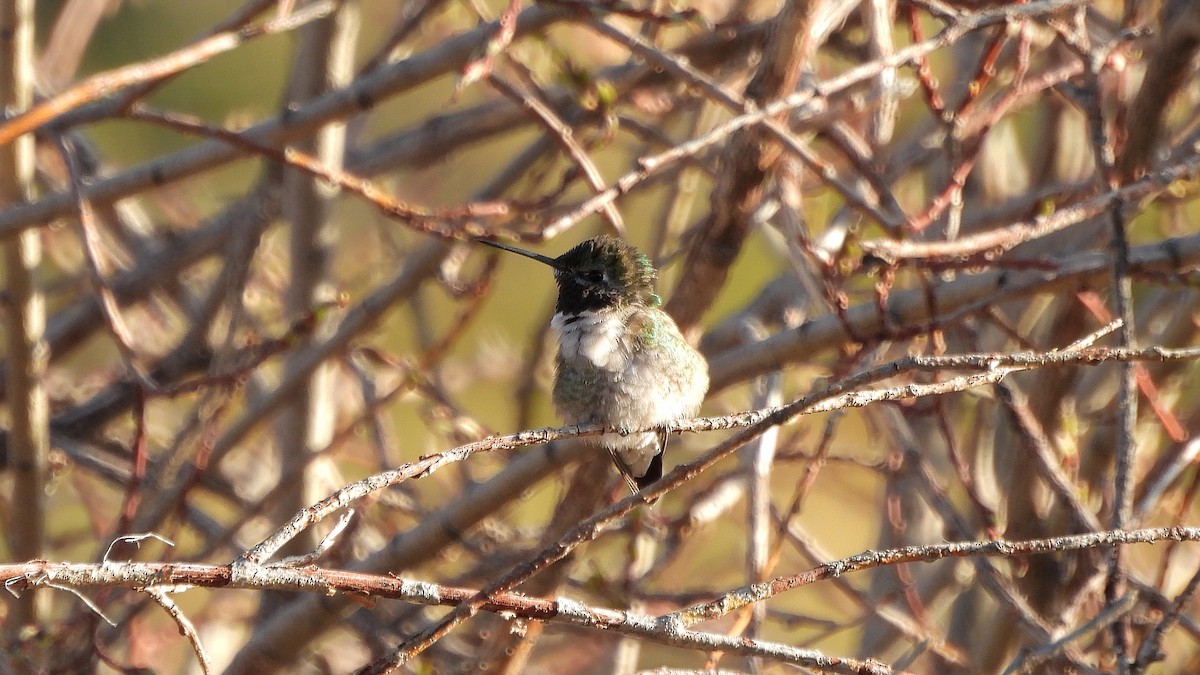 Broad-tailed Hummingbird - ML619698335