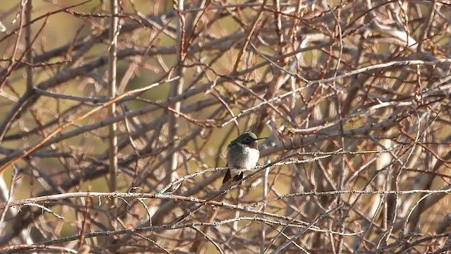 Broad-tailed Hummingbird - ML619698342